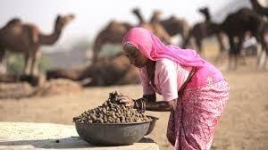 Ugthanki dung is camel faeces that can be collected in a bucket. Can You Eat Camel Manure News