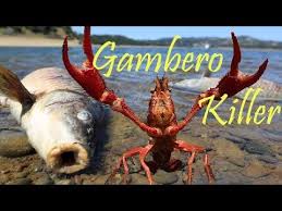 We did not find results for: Il Gambero Killer Procambarus Clarkii Scheda Youtube