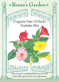 Like daylilies, four o'clock flowers bloom just a single time, then wilt and eventually fall off the plant. Teatime Mix Fragrant Four O Clocks Renee S Garden Seeds