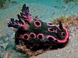 Great Diving With Lets Go Adventures At Nelson Bay Review