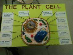 Check spelling or type a new query. 21 Cell Project Ideas Cells Project Animal Cell Project Cell Model