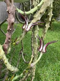 Image result for Ceropegia rendallii
