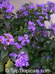 Image result for Eranthemum pulchellum