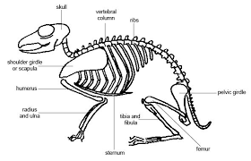 Anatomy And Physiology Of Animals The Skeleton Wikibooks