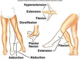 Chapter 8 Joints Of The Skeletal System M Medical Knowledge Human Anatomy And Physiology Body Anatomy