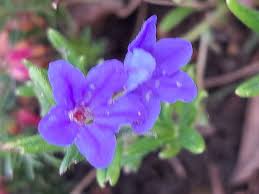 Image result for Chenolea diffusa