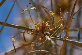 Image result for Cadaba aphylla