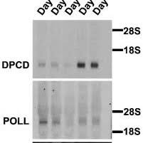 Maybe you would like to learn more about one of these? Pdf Germline Mutations In An Intermediate Chain Dynein Cause Primary Ciliary Dyskinesia