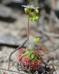 Image result for Drosera pilosa
