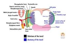 Image result for tonsilla palatina