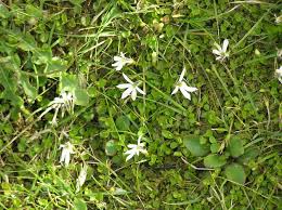 Image result for Lobelia pteropoda