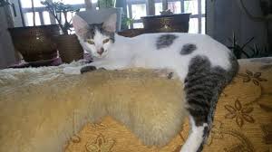 Three are black & white and two are all. Emicats Beautiful Female Kittens Sara And Zara For Free Facebook