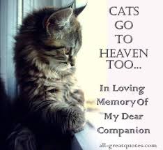 I Love You And Miss You So Much My Little Tigress You Were Taken Way Too Soon I Will Never Forget Your Sweet Little Heart And Soul My L Cats Cat