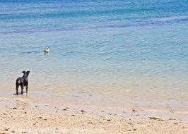 Guía de casas rurales con perro con 47 casas rurales. Alojamientos Refrescantes Para Ir Con Perro Hoteles Casas Rurales Y Apartamentos Dog Friendly Srperro La Guia Para Animales Urbanos