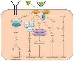 Somatropin, also known as human growth hormone (hgh) or even sometimes just growth hormone (gh) is a hormone created in the pituitary gland dealing with growth. Growth Hormone And Metabolic Homeostasis Emj Reviews