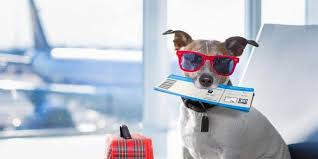 International pet relocation service, such as those offered by animal land pet movers 3 can cost up to $2,500. Prices Of Airline Tickets For Dogs Domestic International Cargo
