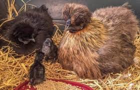 Because it is not good digger and it's short legs stop they make excellent pets and are long lived birds. Pet Chicken Breeds Known For Being Friendly And Docile Lovetoknow