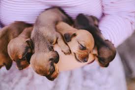 What age should female dog have puppies? How To Tell If A Rescue Dog Has Ever Had Puppies