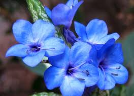 Image result for Eranthemum laxiflorum