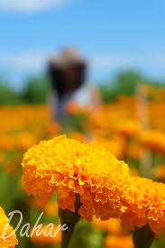 Jadi pastikan kalian harus ikut jaga saat berkunjung. Taman Bunga Marigold Bali