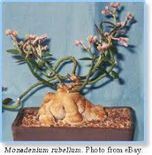 Image result for Cyphostemma montanum