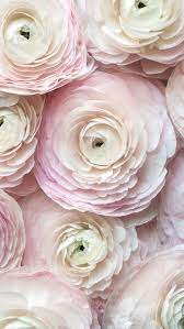 Oboi Iphone Wallpapers Romantic Flowers Flowers Photography Beautiful Flowers
