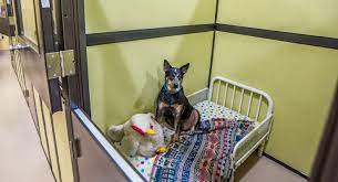With your permission our guests interact and play with others (pets must be social to participate.) more. Nashville Nc Pet Boarding Grooming And Doggy Daycare Wags East Pet Resort 928 Eastern Ave Nashville Nc 27856