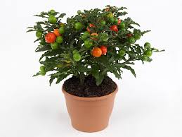 Image result for Solanum zanzibarense