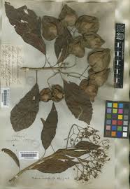 Image result for Oncocalyx bolusii