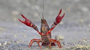 Our tweets are like our seafood, fresh! Berlin Crayfish Panic As Tiergarten Overrun With Red Crustaceans News Dw 17 08 2017