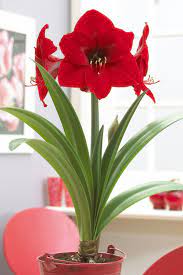 11 Flowers That Survive In Winter Blooming Plants To Grow In The House Winter Flowers Garden Amaryllis Flowers Blooming Plants