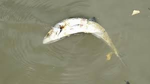 Simons island but seems like worlds away. Reports Of Dead Fish No Longer A Problem In Savannah River