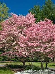 Some varieties produce edible fruit cherry plum trees (prunus cerasifera), which are native to asia, grow in usda plant hardiness zones 5 through 8. Flowering Trees Diy