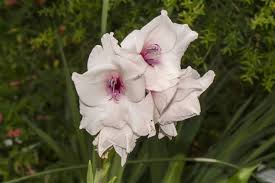 We did not find results for: When To Plant Gladiolus Gardenerdy