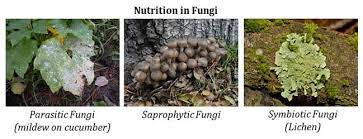Characteristics Of Fungi Key Points Ppt Fungi Kingdom Fungi Biology Class