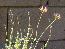 Image result for Kalanchoe rotundifolia