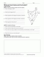 Look at this food web. What Are Food Chains And Food Webs Science Printable 6th 12th Grade Teachervision