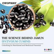 Image result for Syzygium cumini