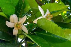 Jun 23, 2021 · piante e fiori: Fiori D Arancio Fioritura Proprieta E Significato Delle Zagare Ecologic World