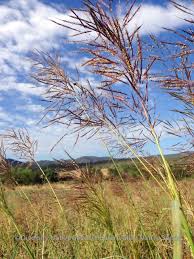 Image result for Capillipedium