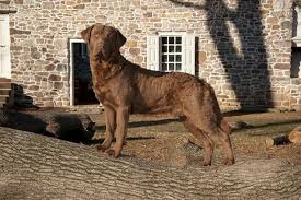 Pond hollow pa chesapeake bay retriever breeders, convenient to oh va md de nj and ny. Maryland Chesapeake Bay Retriever Breeders