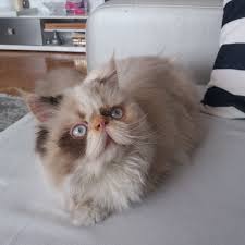 iran kedisi fiyatlari iran kedisi kedi farslar