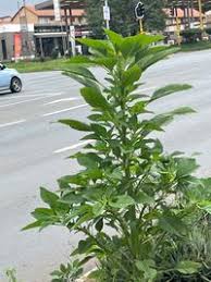 Image result for Amaranthus hybridus