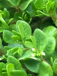 Image result for Montia