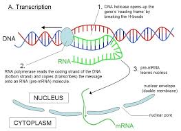 Image Result For Protein Synthesis Steps Dna Helicase Transcription Protein Synthesis
