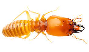 Termite baiting is an environmentally friendly way of treating termite infestations, using very small amounts of. Termite Signs Sigma Pest Control