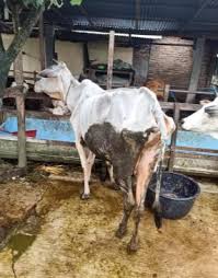 Sebanyak rm675,000 telah diperuntukkan untuk 203 lembu tahun ini dan kami jangka akan mendapat pulangan semula berjumlah rm350,000. Sapi Laman 6 Jual Beli Hewan Jadi Mudah
