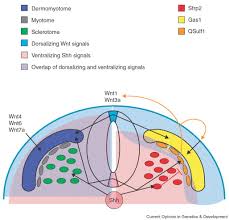 Which events occur in the first trimester of a human pregnancy? Developmental Regulation Of Somite Derivatives Muscle Cartilage And Tendon Sciencedirect