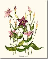 Image result for Chironia