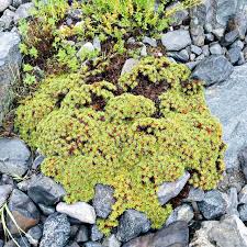 Image result for Thesium pygmaeum